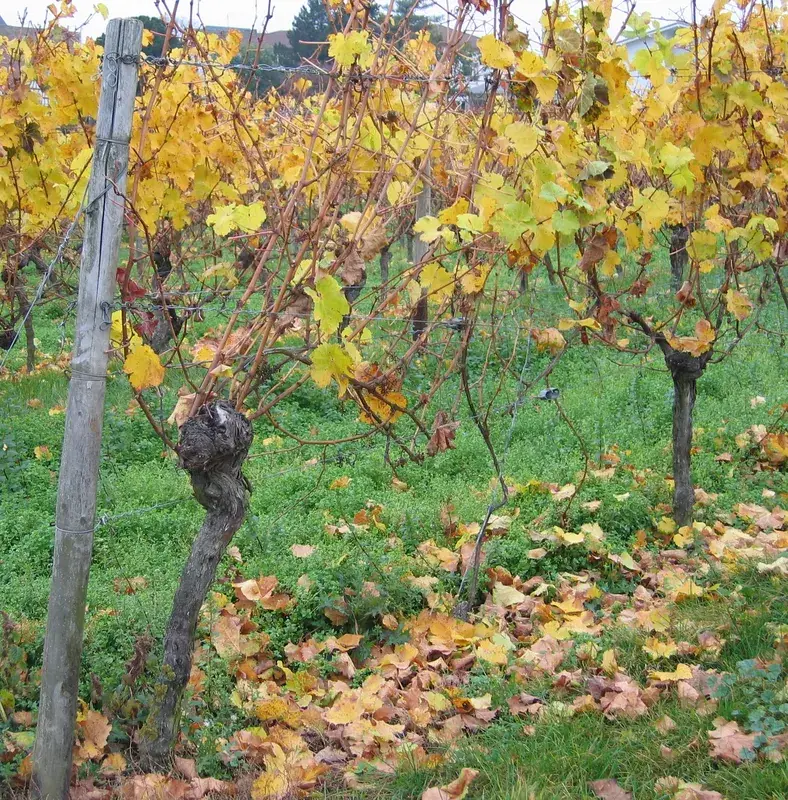 Casa Vechii Vițe de Vie