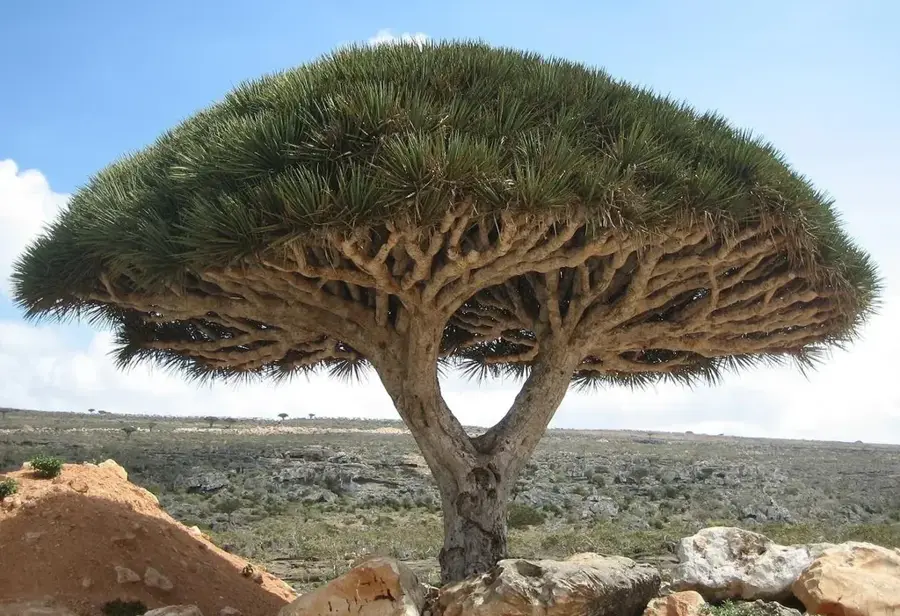 Aloe-Felder von Sokotra