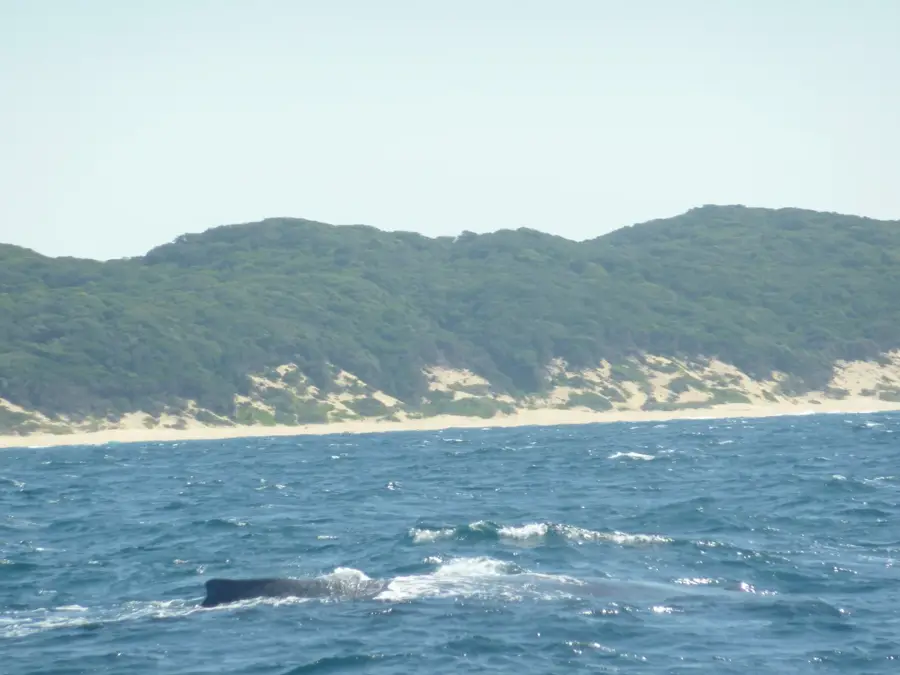 Sodwana Bay Marine — Drakensberge (Südafrika)