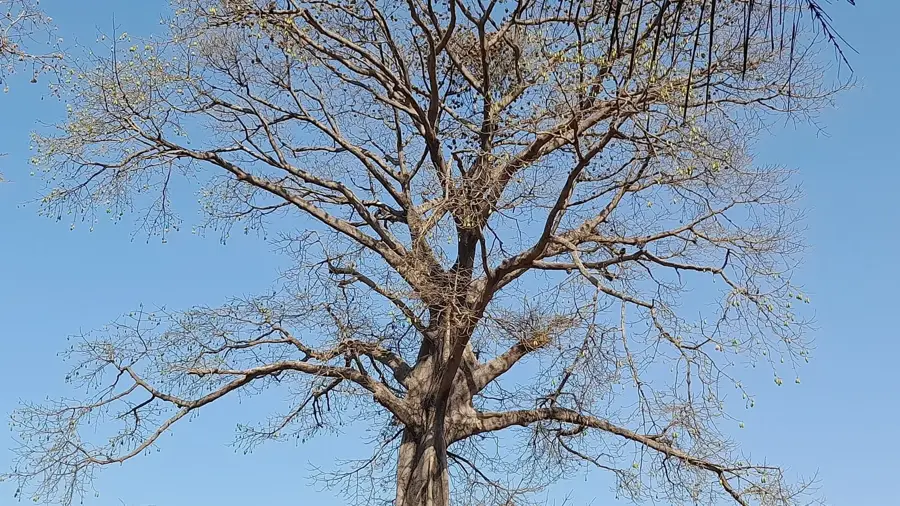 Insel Soga — Bolama (Guinea-Bissau)