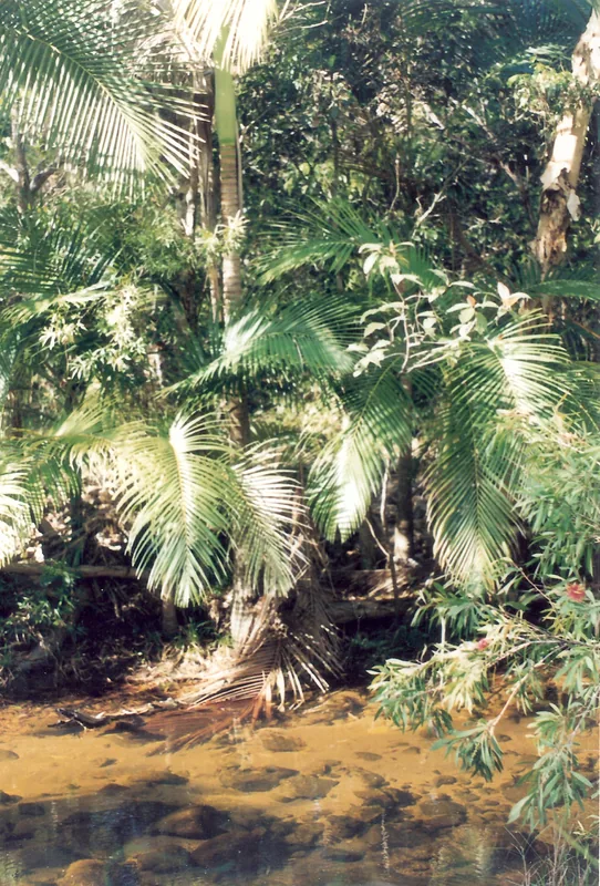 Alligator Creek — Epavele Amfibii de la Tetere (Insulele Solomon)