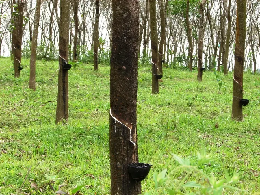 Plantația de ulei de palmier Binu — Muntele Suku (Insulele Solomon)