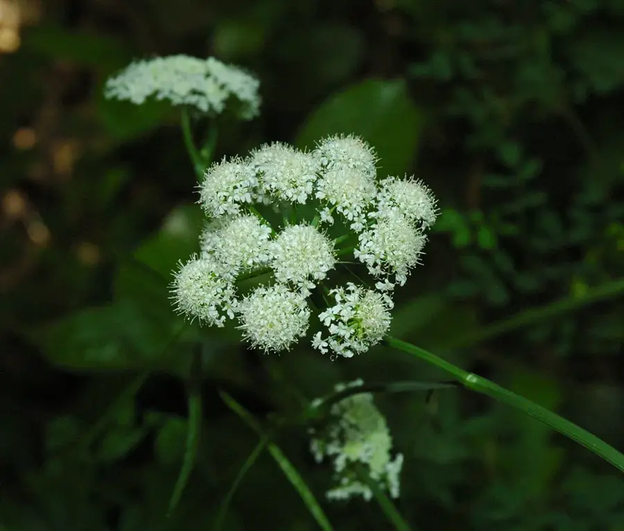 Buni — Noro (Insulele Solomon)