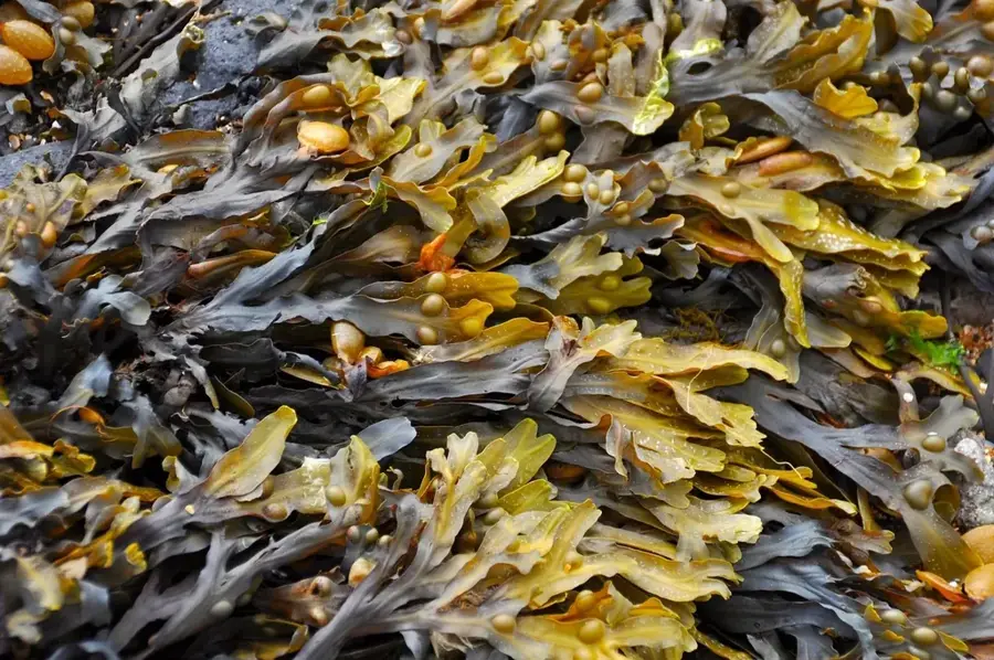 Wagina Seaweed Farms