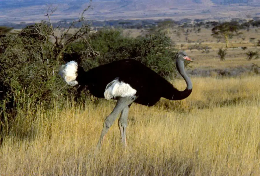 Somali Ostrich Habitat — Wajid (Somalia)
