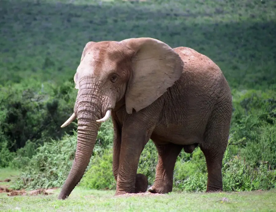 Addo — Graaff-Reinet (Südafrika)