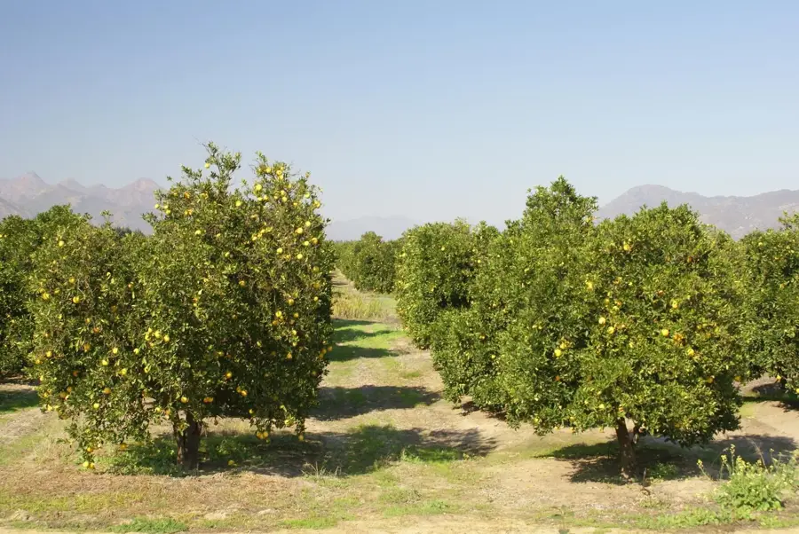 Citrusdal