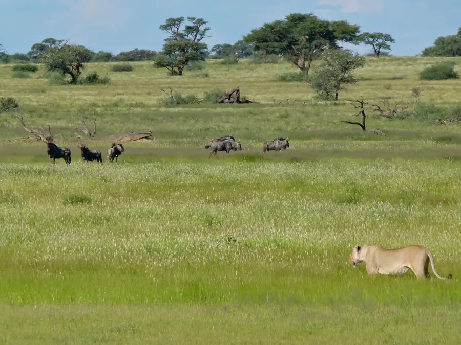 Kgalagadi — De Aar (Südafrika)