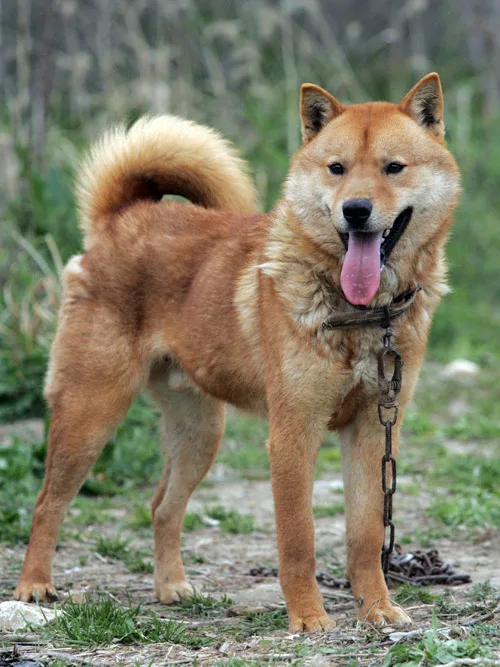 Jindo — Suncheon (Südkorea)