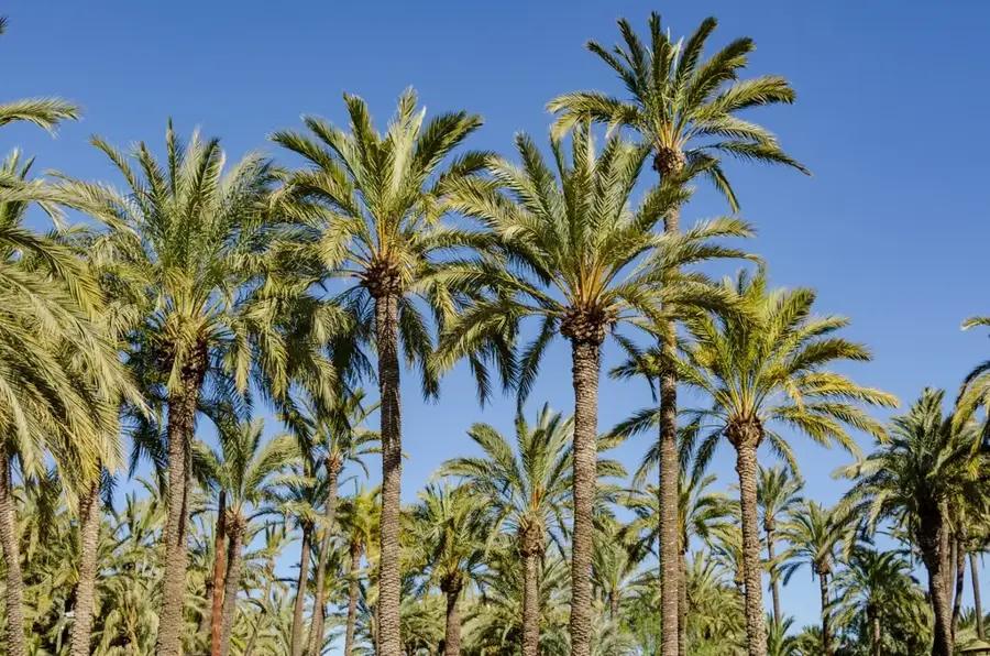 Elche Footwear Industry