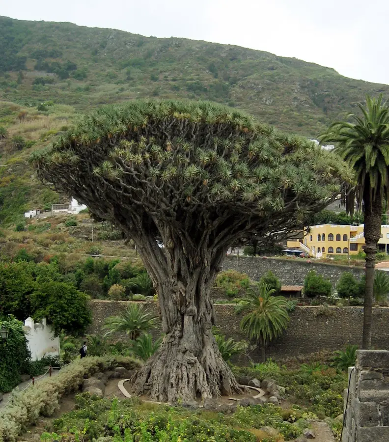 Icod de los Vinos — Santa Cruz de La Palma (Spania)
