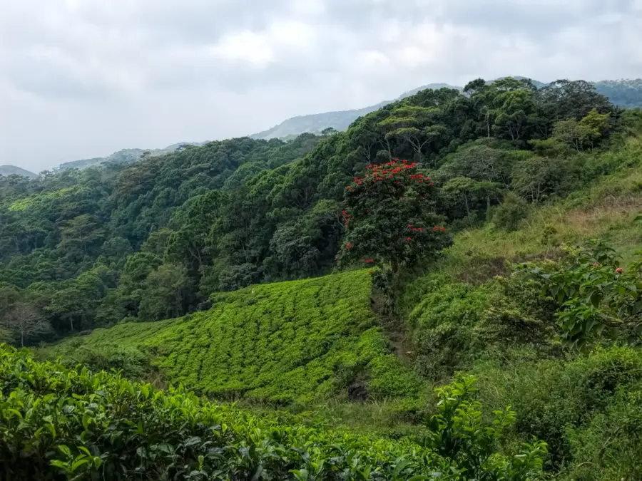 Sinharaja-erdő — Pinnawala Szabadtéri Állatkert (Srí Lanka)