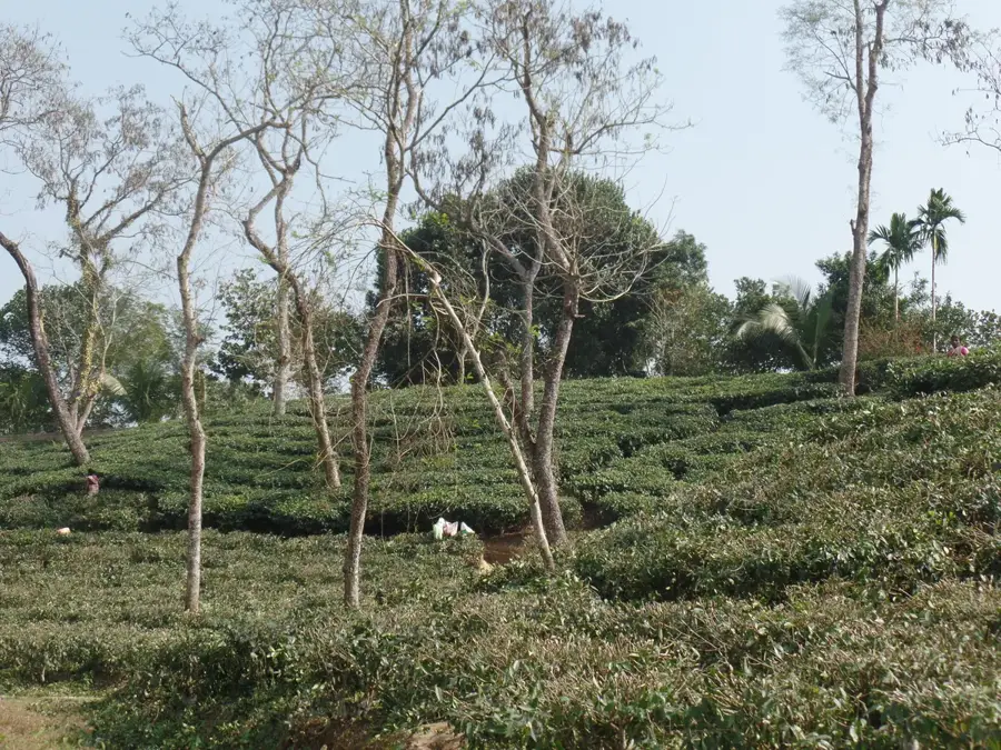 Teeplantagen von Srimangal — Surma (Bangladesch)