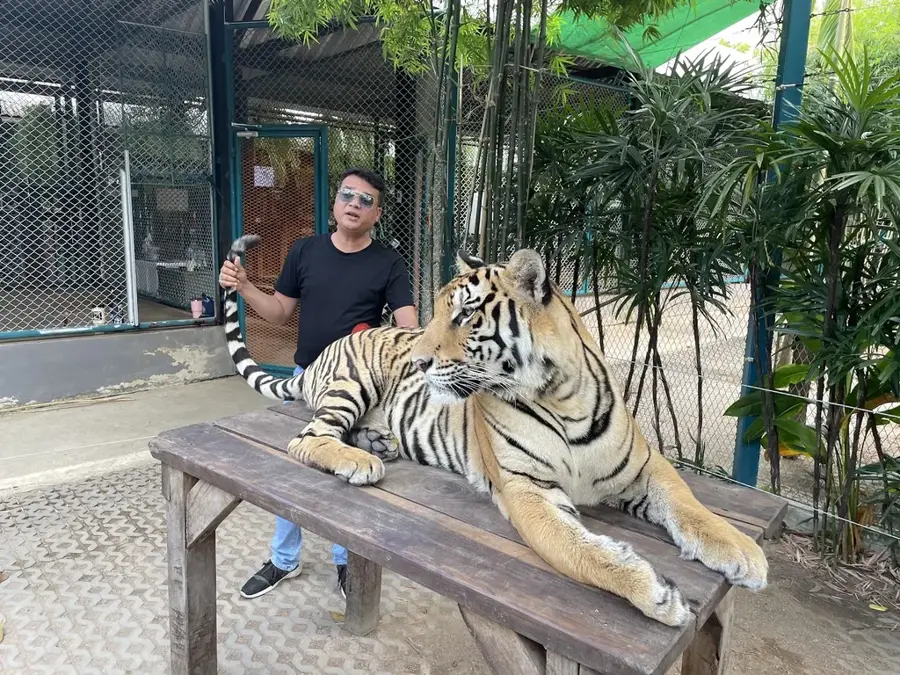 Grădina Zoologică de Tigri Sriracha (Agricultură) — Ferma Solară Chachoengsao (Thailanda)