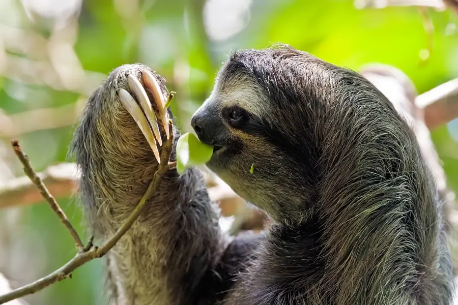Sumaco Napo-Galeras Nemzeti Park — Tena (Ecuador)