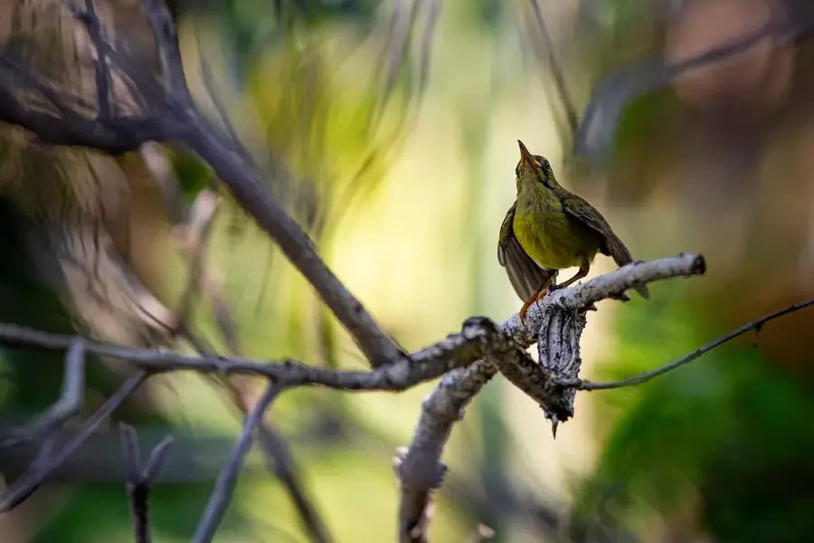 Sunbird-Bioenergie-Anlage — Masingbi (Sierra Leone)