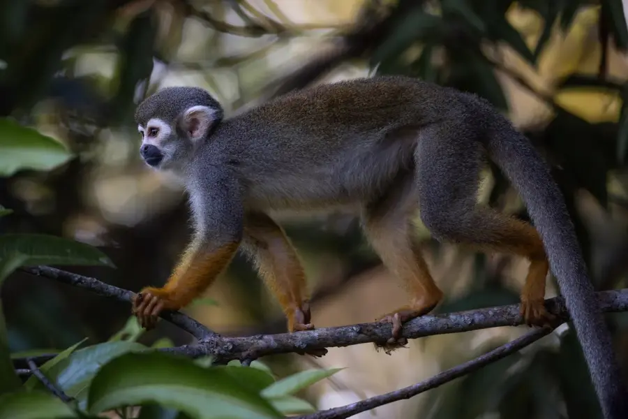 Danpaati — Lelydorp (Suriname)
