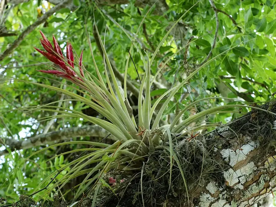 Los Cobanos — Cerro Azul (El Salvador)