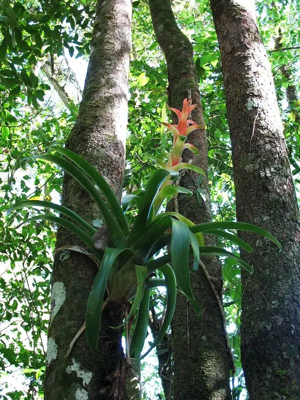 Montecristo Cloud Forest — Devil's Door (El Salvador)