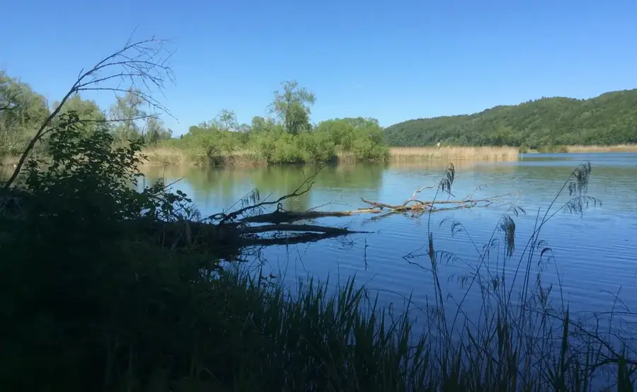 Rezervația Naturală Niederried