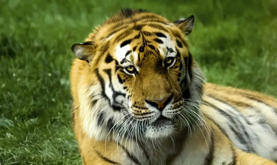 Servion Zoo — Pully (Switzerland)