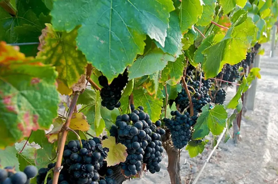 Weingut Tacama — Huancayo (Peru)