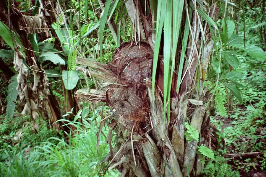 Tagua Processing (Ecuador)
