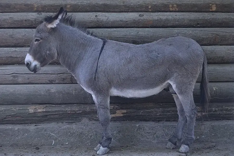 Mini-Grădina Zoologică Tahoua