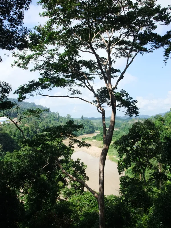 Taman Negara Nationalpark — Kota Bharu (Malaysia)