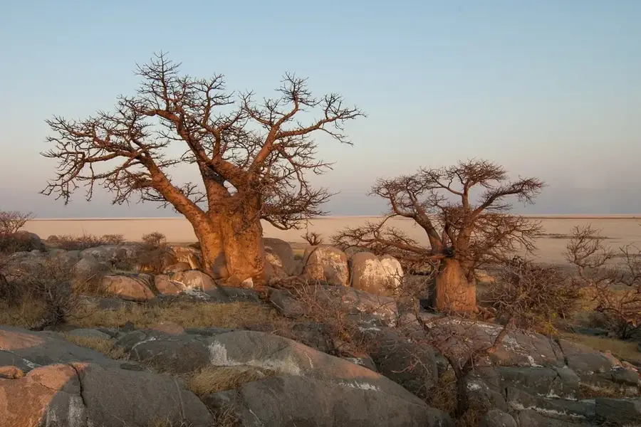 Baobab-Wald von Tanguiéta — Pendjari (Benin)