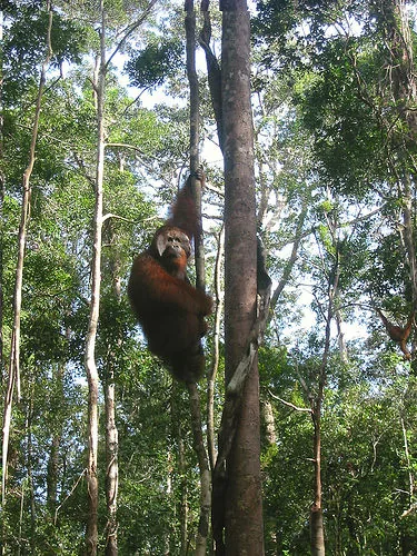 Parcul Național Tanjung Puting (Indonezia)