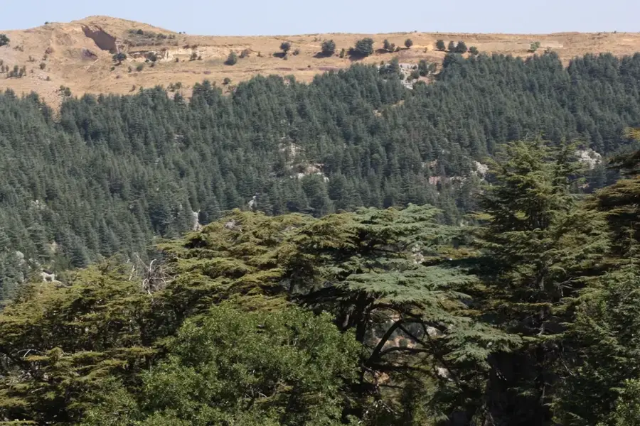 Zedernwald-Naturreservat Tannourine
