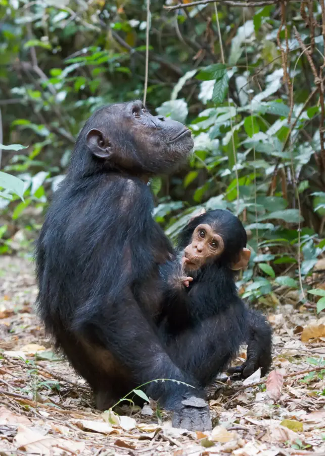 Gombe National Park — Kigwena Forest Reserve (Burundi)