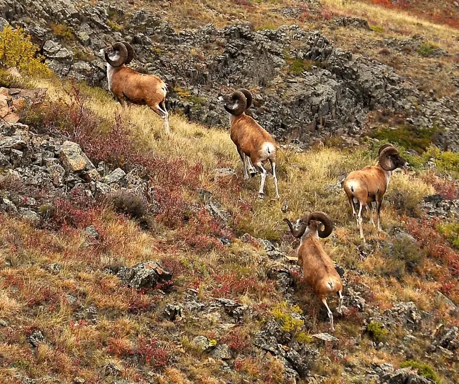 Tarbagatai-Nationalpark — Belucha (Kasachstan)