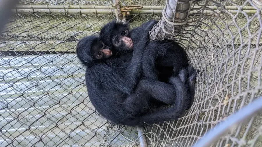 Tierrettungszentrum Taricaya — Bahuaja-Sonene (Peru)