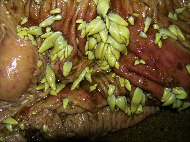 Taufikia — Sobat (Südsudan)