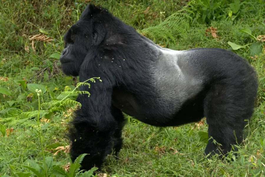 Rezervația Naturală Tayna — Walikale (Congo - Kinshasa)