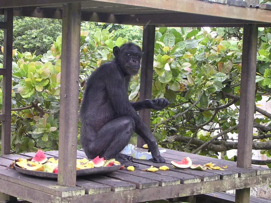 Tchimpounga Chimpanzee Sanctuary — Atlantic Ocean (Congo - Brazzaville)