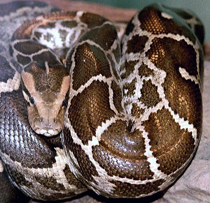 Tempel der Pythons (Benin)