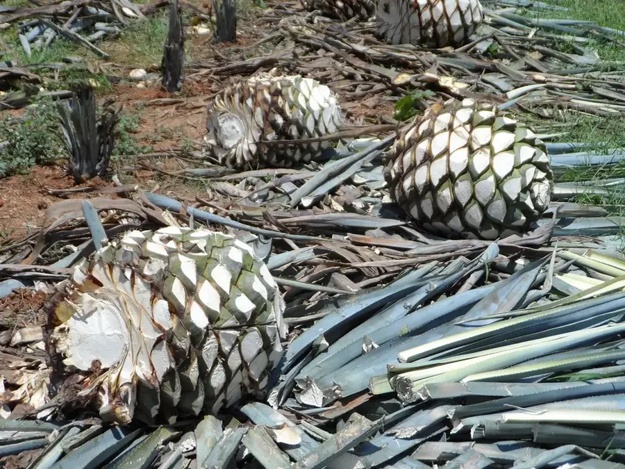 Agavenfelder von Tequila — Colima (Mexiko)