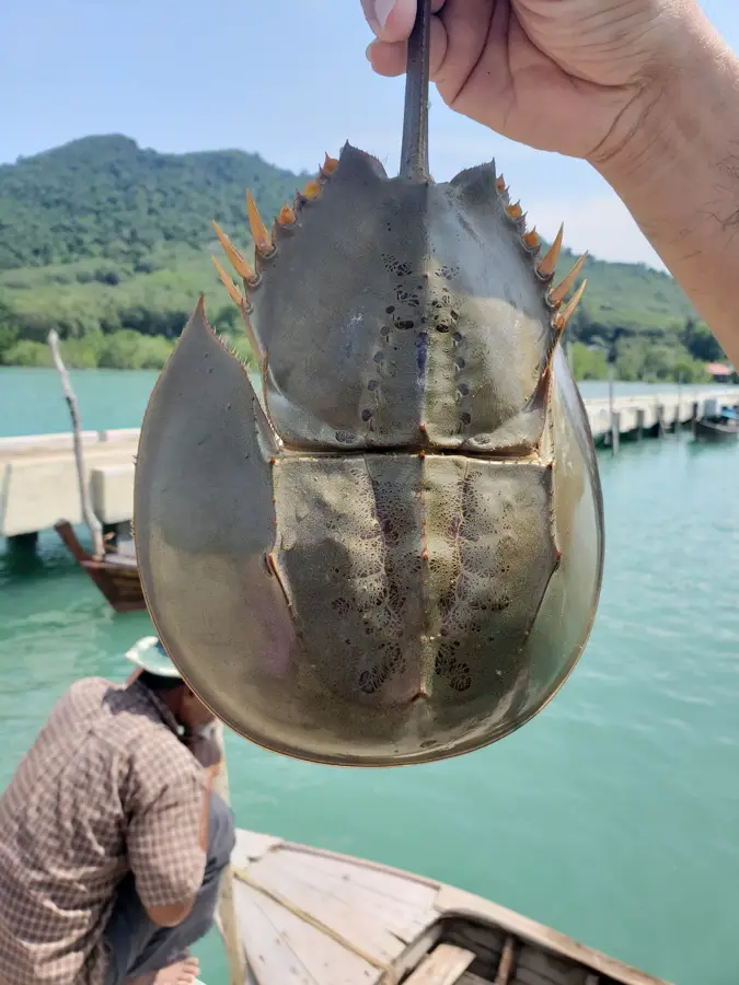 Ko Yao Noi