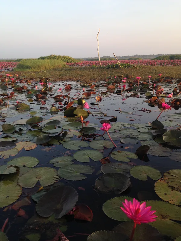 Thale Noi Wasservogelreservat — Nakhon Si Thammarat (Thailand)
