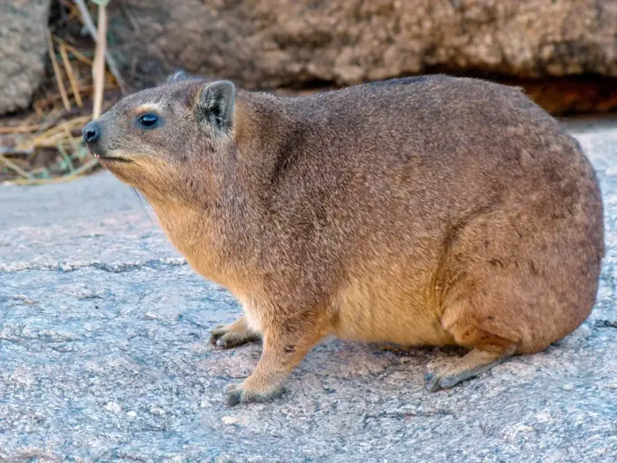 The Kopje — Highveld (Simbabwe)