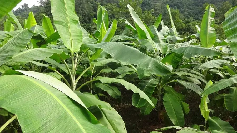 Bananenplantagen von Tingo María — Toromocho-Mine (Peru)