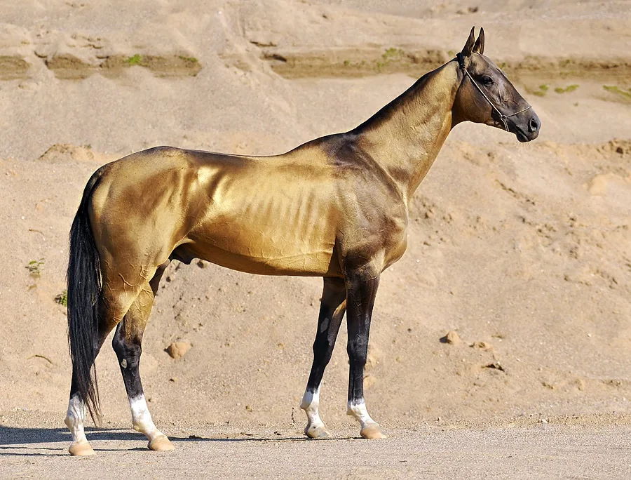 Achal-Tekkiner-Gestüt — Kopet-Dag (Iran)