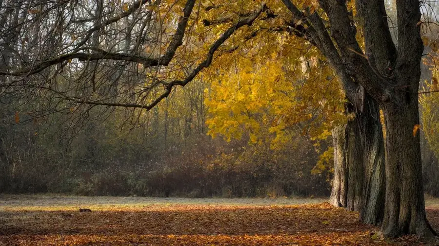 Parcul Național 'Eua — Stâncile Lokupo (Tonga)