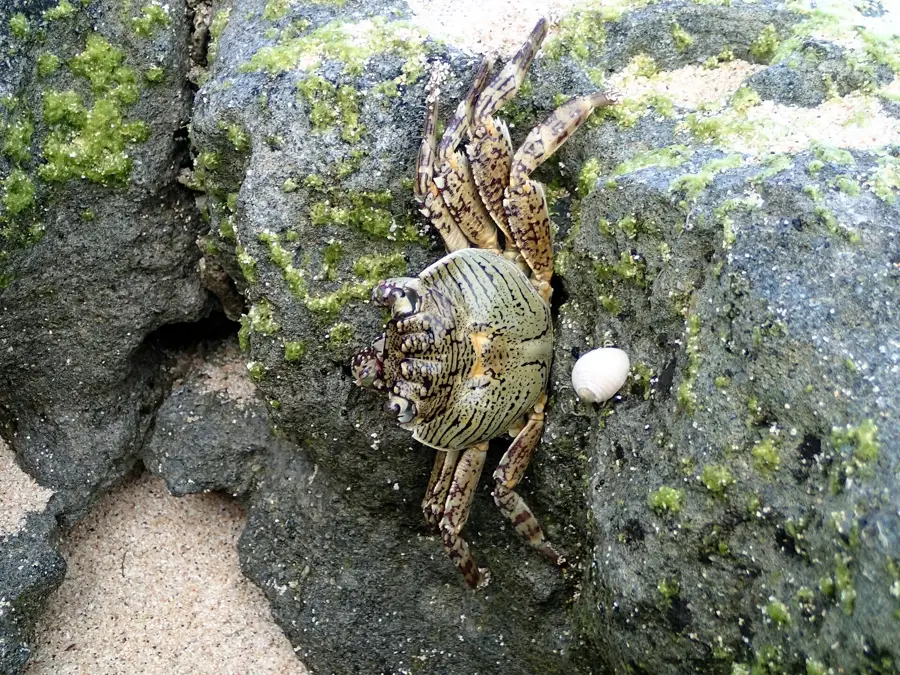 Foa Archäologische Stätten — Insel Foa (Tonga)