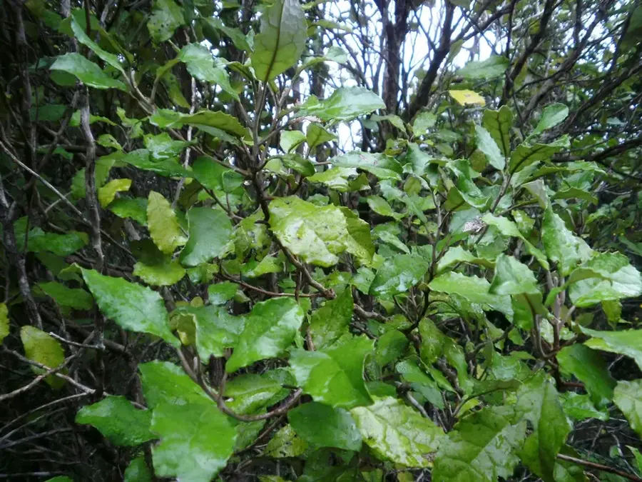 Heketa — Langi Heketa (Tonga)