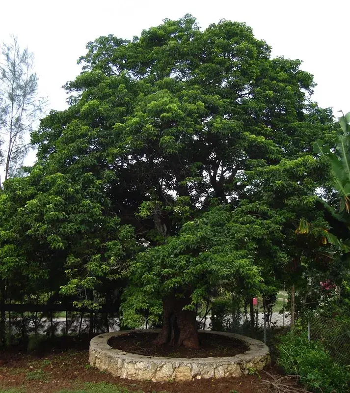 Kolovai — Late-sziget (Tonga)