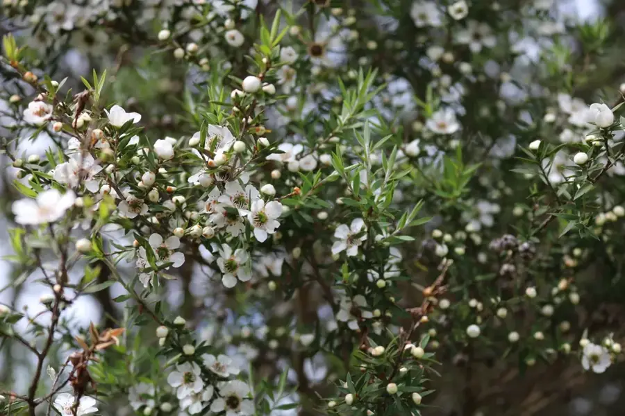 Manuka — Niuatoputapu-sziget (Tonga)